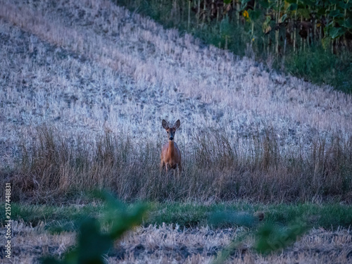 Portrait of roe deer doe facing camera