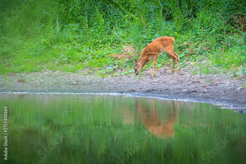 Fawn by forest stream, sunlight dappled, nature scene