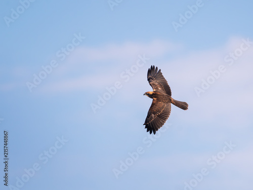 Marsh harrier in flight