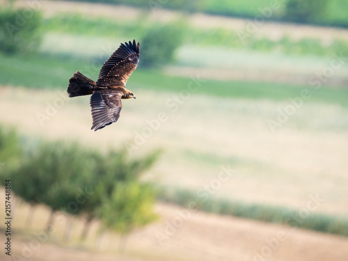 Marsh harrier in flight