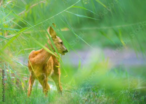 Foto roe deer in reeds