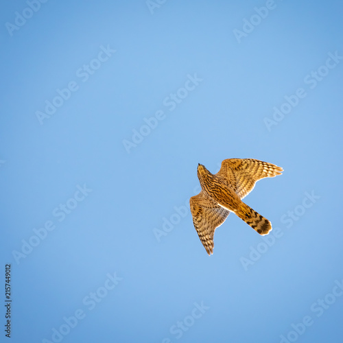 Common kestrel in flight