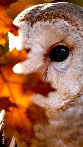 Close-up of an owl's eye amidst autumn leaves.