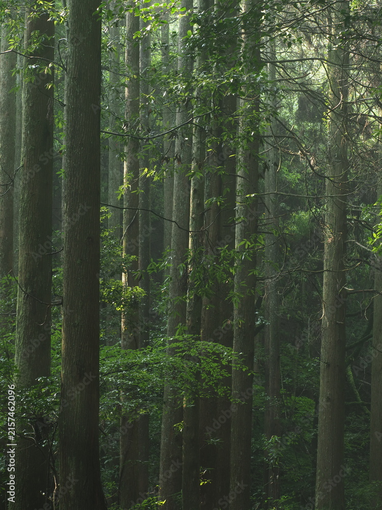 Fototapeta premium 薄暗い杉林の風景