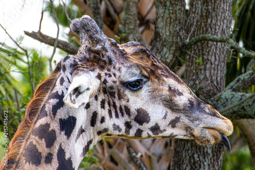 Photography Giraffe (Giraffa camelopardalis) Reaching with Tongue Extended