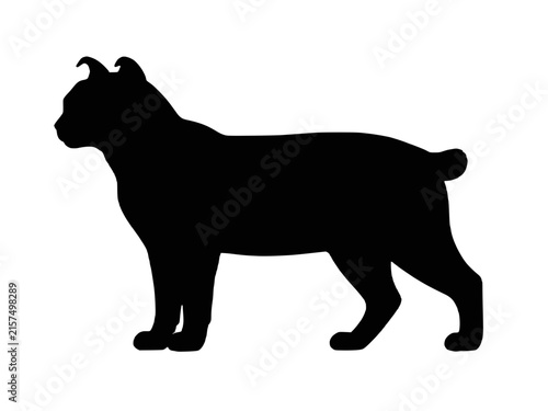 Konstfotografi Highlander Shorthair cat silhouette vector icon, muscular short haired feline br