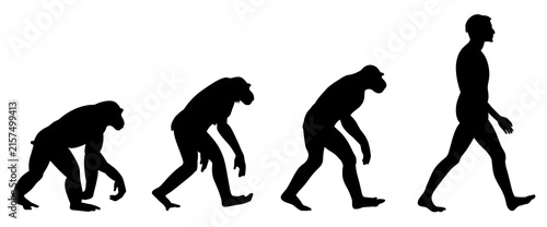 human evolution sequence in solid black silhouettes on clean white backdrop, from crawling primate to erect modern adult walking right, ideal for academic presentations and evolutionary biology poster
