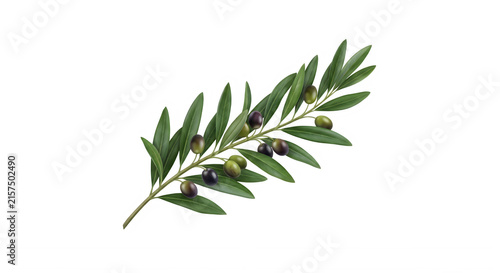 Fresh olive branch with ripe green and black olives isolated mediterranean