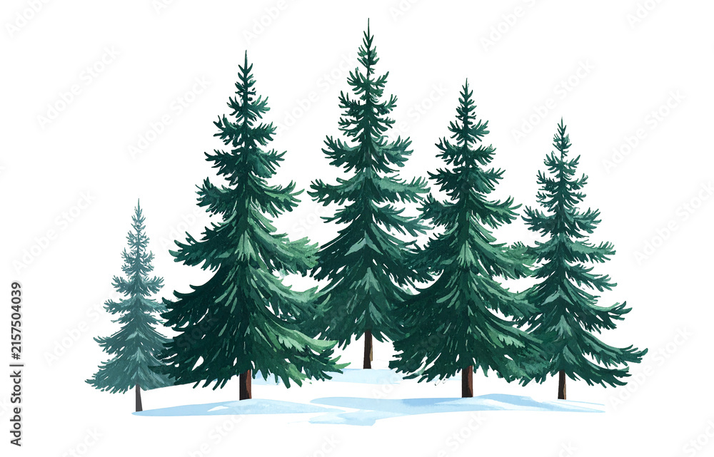 Fototapeta premium Majestic lush pine tree with vibrant green needles, natural branching, clean botanical style, isolated on transparent, PNG.