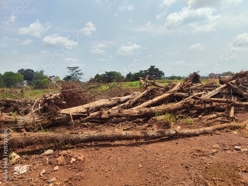 Konstfotografi Pile of uprooted tree trunks and logs on cleared land for agricultural developme