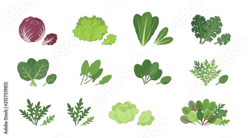 Leafy Greens and Salad Vegetables Vector Set Featuring Lettuce Spinach Kale Arugula Chard Radicchio Romaine and Fresh Microgreens for Healthy Grocery Designs