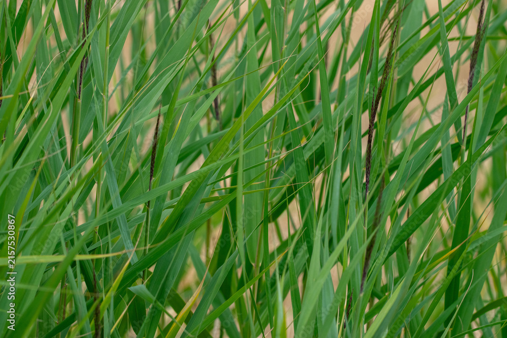 Fototapeta premium Dense Green Common Reeds in a Natural Wetland