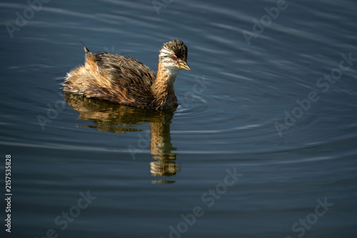 Cuadro en lienzo A juvenile white tufted grebe floats on calm blue water with a clear reflection