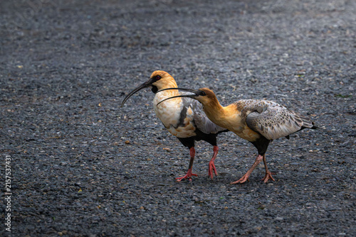 Two Black-faced Ibis birds with long down-curved beaks stand together on a textured path.