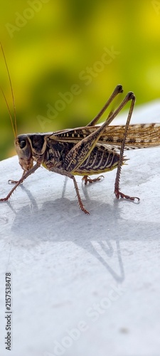 Fotografía grasshopper on the ground