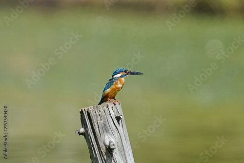 Kingfisher on a Post in Natural Habitat
