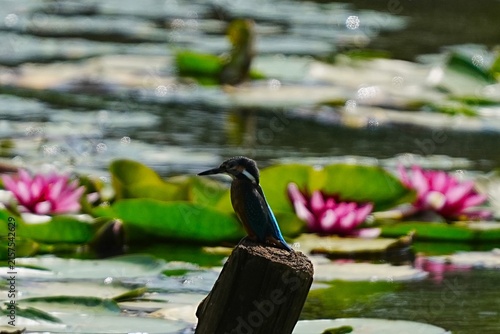 Kingfisher on a Pond with Water Lilies