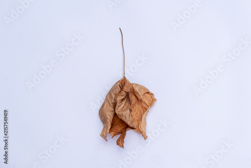 A dead, brown, dried leaf, isolated against a white background, Dry Brown Leaf with Natural Texture and Visible Veins on White Background