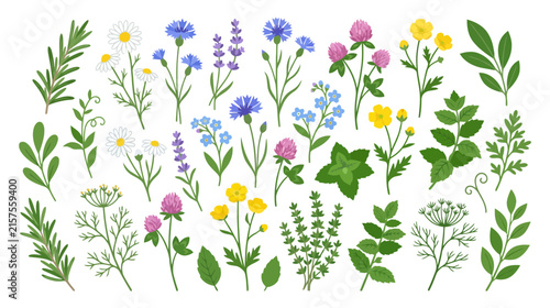 Botanical Illustration: Wildflowers, Herbs, and Leaves Collection