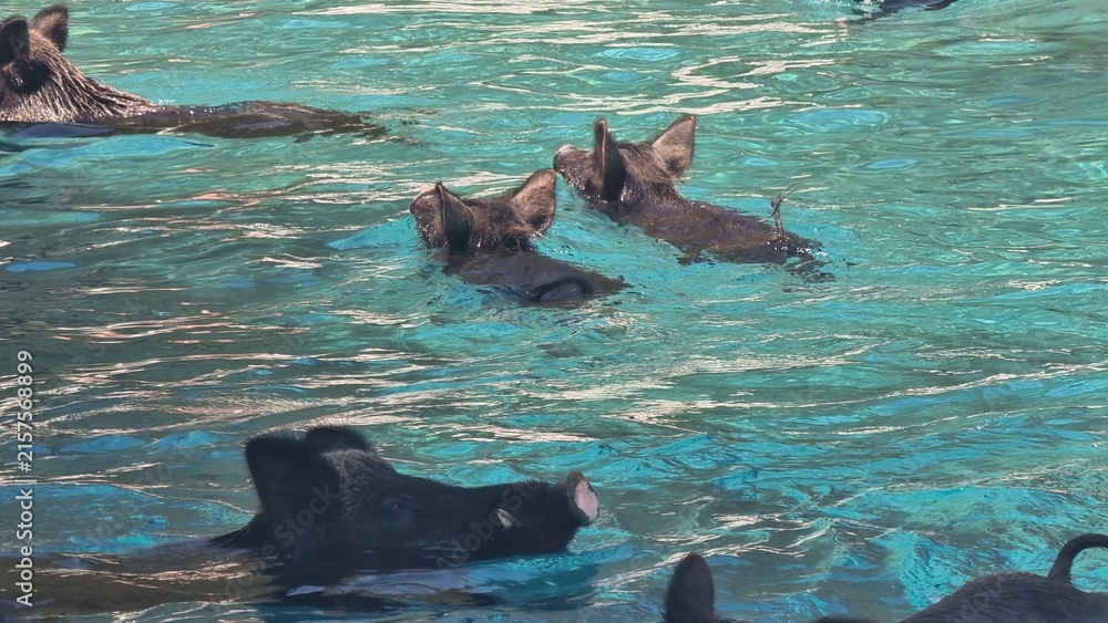 Obraz premium pigs wild in atokos island in the sea greece