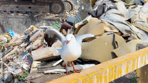 Картината върху платно Silver Gull with Wings Spread at an Australian Landfill Site