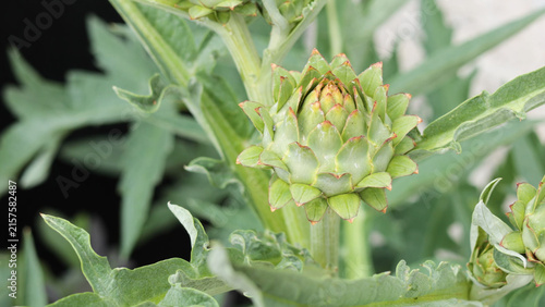 Photography Close-up of a Green Artichoke Bud Growing in a Garden