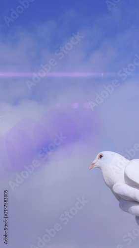Animation of light spots and clouds over pigeon in hands