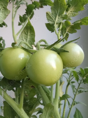 Close-Up Cluster of Unripe Green Tomatoes Growing on Garden Vine.

