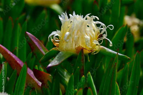Essbare Mittagsblume // Hottentot-fig (Carpobrotus edulis)