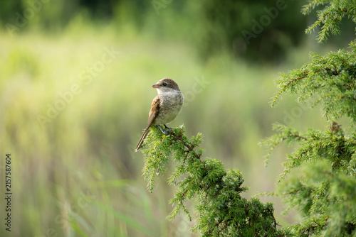 A red-backed shrike (Lanius collurio) perched on a green juniper branch in a lush natural field, representing biodiversity, wildlife conservation, ecology, and the beauty of untouched nature.