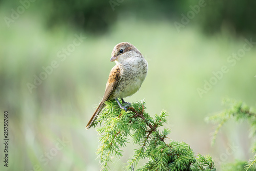 A red-backed shrike (Lanius collurio) perched on a green juniper branch in a lush natural field, representing biodiversity, wildlife conservation, ecology, and the beauty of untouched nature.