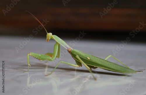 Obraz na płótnie Mantis religiosa closeup on floor. .