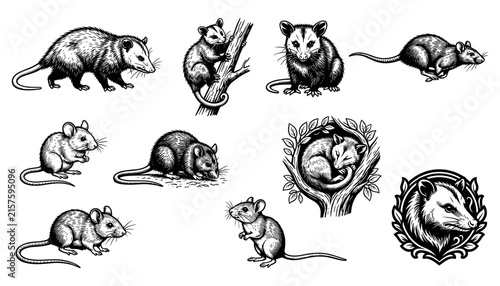 Rodents Set in Various Poses and Detailed Cross-Section Views. Wildlife Animal I