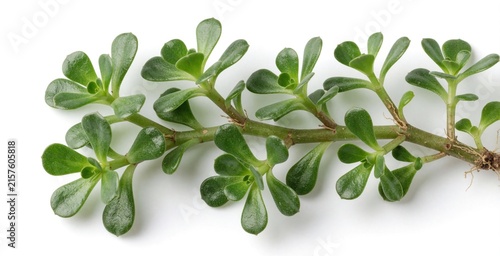 Green purslane plant stem with leaves and rootlets isolated on white background. Edible herb for salads and wellness treatments. Wild succulent flora.
