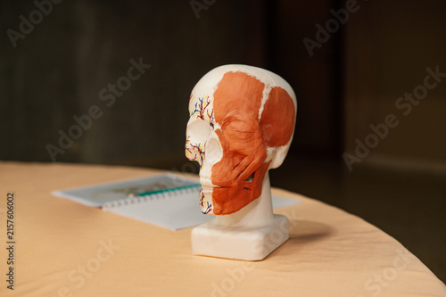 Cuadro en lienzo Human skull model with visible facial muscles and veins for medical education