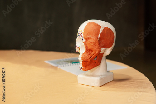 Fotografía Human skull model with visible facial muscles and veins for medical education