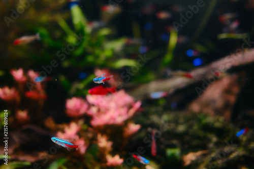 Foto Close-up view of tiny glowing neon tetra fish swimming gracefully in a planted freshwater aquarium tank with soft blurred pink aquatic vegetation in background
