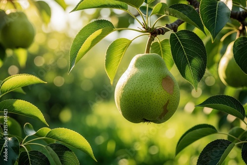 Ripe green pear hangs from tree branch in sunlit orchard. Fresh fruit grows amidst lush leaves, natural farming, sweet produce ready for harvest.