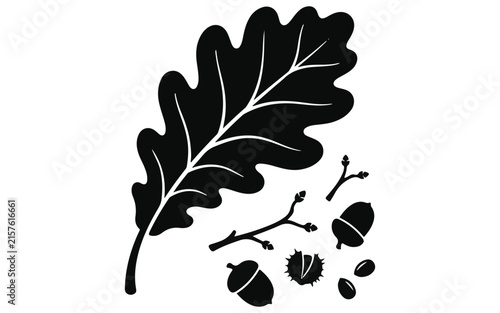 Oak leaf and acorn silhouette. Black vector illustration of oak branch with acorns, natural symbol set. isolated on White Background