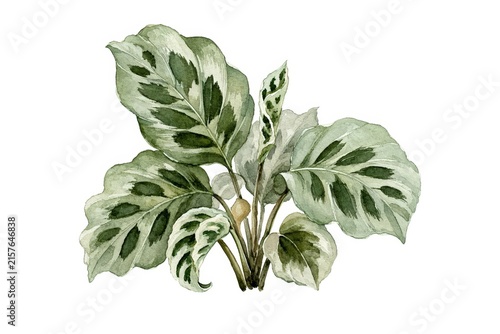 Detailed watercolor botanical illustration of a leafy houseplant featuring variegated green and silver foliage.
