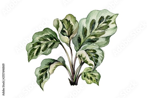 Watercolor illustration of a variegated leafy houseplant with green and cream foliage.