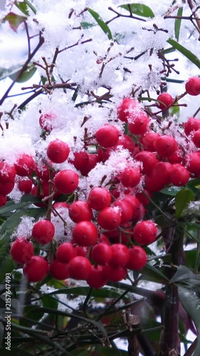 【縦動画】降り積もる雪と南天の赤い実のクローズアップ  4K  雪景色  Heavenly Bamboo