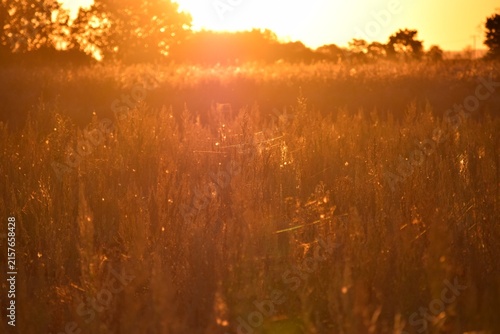 Golden Hour Meadow