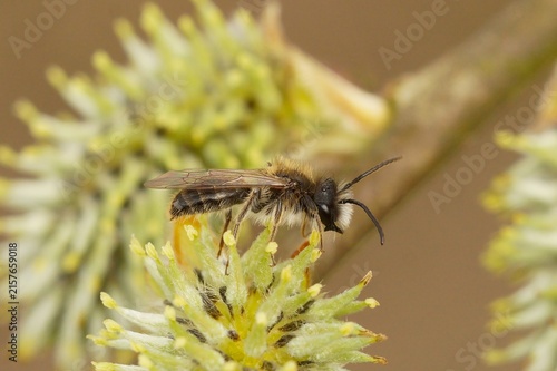 Fotografie Closeup on a male Small sallow mining bee, Andrena praecox on a yellow Willow ca