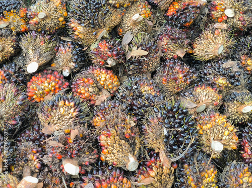 Foto Close up top view of a large collection of fresh harvested oil palm fruit bunche