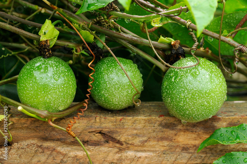 Passion Fruit Vine with Blooming Passion Flower and Unripe Green Fruits