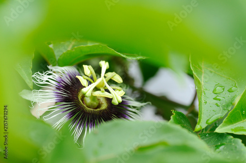 Passion Fruit Vine with Blooming Passion Flower and Unripe Green Fruits