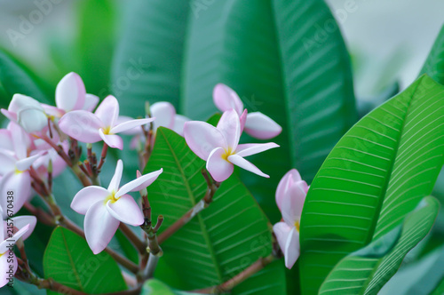 Obraz na płótnie frangipani, frangipani flower or pagoda tree or temple tree with flowers or pink