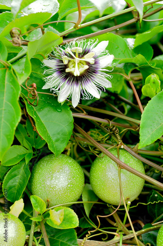 Passion Fruit Vine with Blooming Passion Flower and Unripe Green Fruits