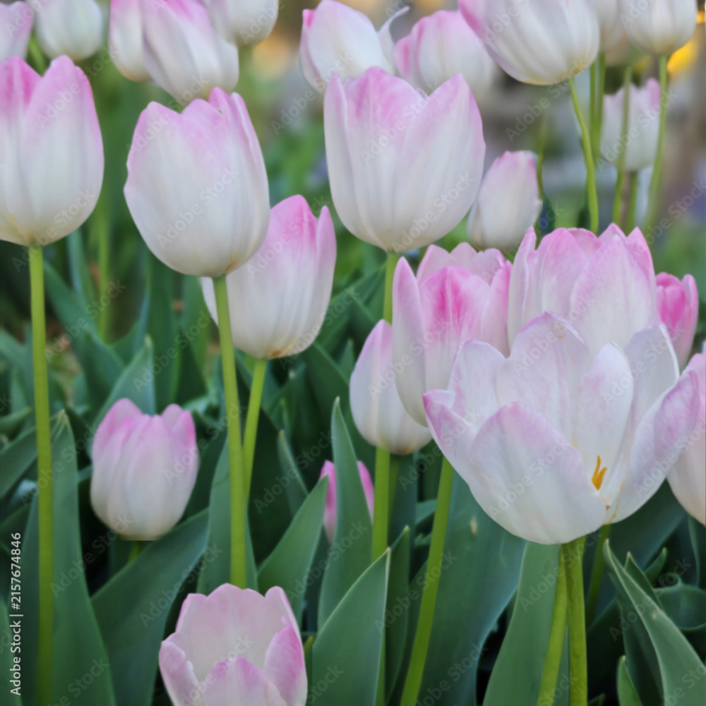 Fototapeta premium pink and white tulips